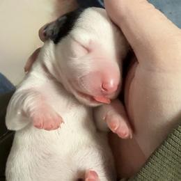 Scout - Piebald Dachshund puppy in Luling, Texas from Kristina Poehls