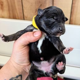 Yellow Girl - Black and tan female Lapponian Herder puppy in Prattsburgh, New York from Maalattu Koirankoppi Lapponian Herders