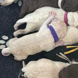 Purple - Yellow female Labrador Retriever puppy in Archer Lodge, North Carolina from Archer Lodge Labradors