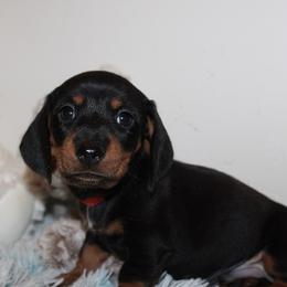 Boy 5 - Black and tan male Dachshund puppy in Craig, Colorado from Rocky Mountain Shih Tzus and Dry Creek Miniature Dachshunds