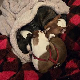 Boston Terrier and French Bulldog Puppies from Reds Studio