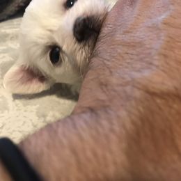 Maltese Puppies from Emotional Amor Support