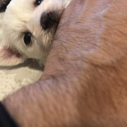 Maltese Puppies from Emotional Amor Support
