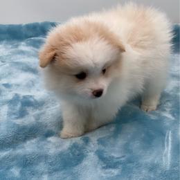 Biscuits 1550 CKC - Cream parti female Pomeranian puppy in Douglas, Georgia from Heartland small breeds