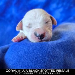 Coral (LUA Black Spotted Longcoat) - White and black female Dalmatian puppy in Salem, Missouri from Paradise Spots Dalmatians