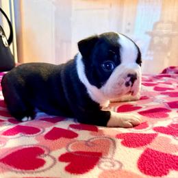 Koda - Black and white male Boston Terrier puppy in Kentucky from Graceful Paws