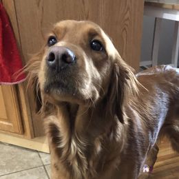 Luna - Golden Retriever