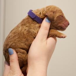 Kiara - Purple Collar - Apricot female Goldendoodle puppy in Arlington, Washington from Anderson Goldendoodles
