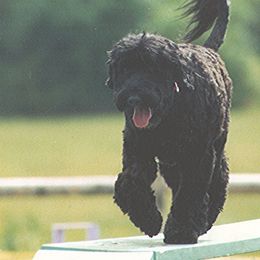 Portuguese Water Dogs from Freestyle Portuguese Water Dogs