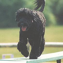 Portuguese Water Dogs from Freestyle Portuguese Water Dogs