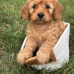 Hugo - Apricot male Cavapoo puppy in Lewisburg, Pennsylvania from Cinda's Cavapoos