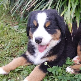 Bernese Mountain Dogs from Bravura Bernese Mountain Dog