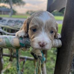 Cockapoo Puppies from East St. Poodles & Doodles