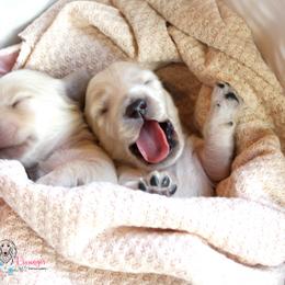 Dachshund Puppies from Kissinger Dachshunds