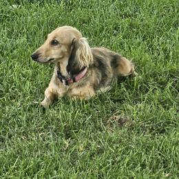 Hazel - Dachshund