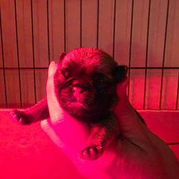 Nora - Fawn female Pug puppy in Lugoff, South Carolina from Peak Bullies and Pugs SC