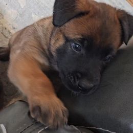 Belgian Malinois Puppies from Love Belgian Malinois