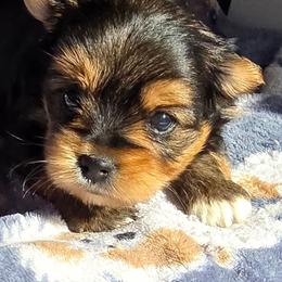 Girl 2 - Black and tan female Yorkshire Terrier puppy in White Pigeon, Michigan from Kathys Yorkie and Shih-tzu Cuties