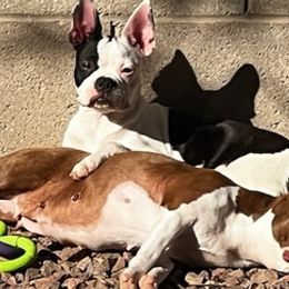 Boston Terriers from Desert Boston Terriers