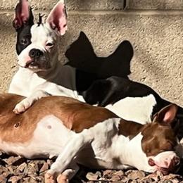 Boston Terriers from Desert Boston Terriers