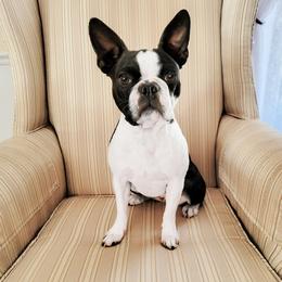 Boston Terrier Puppies from Our Gang Bostons