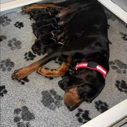 Black and Tan Coonhound puppies from Blackstone Valley Hounds