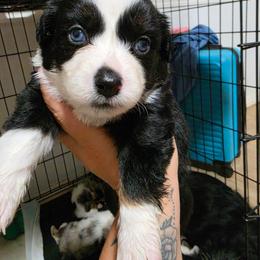 Nyx - Black tri female Miniature Australian Shepherd puppy in Dalhart, Texas from RNL Family Raised Pups