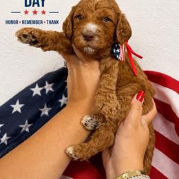 Peanut - Red  male Goldendoodle puppy in Miami, Florida from Jade’s Paws & Co. Of Miami LLC