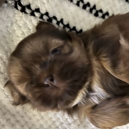 Boy 1 - Red and tan male Shih Tzu puppy in Peoria, Arizona from Jodi’s Shihtzus
