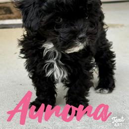 Aurora - Black & white female Maltipoo puppy in Newville, Pennsylvania from Wonderfully Made Poodles & Doodles