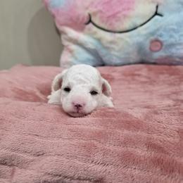 Whisper (AKC) - White female Poodle puppy in Rainbow City, Alabama from Spinks Poodles