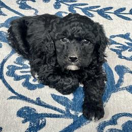 Clara - Black female Labradoodle puppy in Craig, Nebraska from Top Knot Companions Poodles and Labradoodles