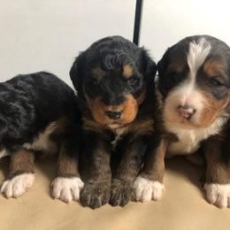 Bernedoodle, Goldendoodle, and Poodle Puppies from Avery Doodle Day LLC