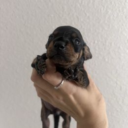 Turkey - Black and tan male Dachshund puppy in Conroe, Texas from R&K Dachshunds