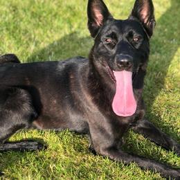 Cherry - Belgian Malinois