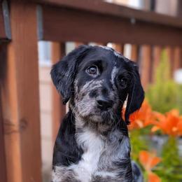 Labradoodle Puppies from Betty’s Farm & Garden