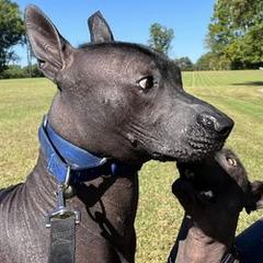Xoloitzcuintli from Ahuilaca Xoloitzcuintli