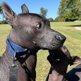Xoloitzcuintli from Ahuilaca Xoloitzcuintli