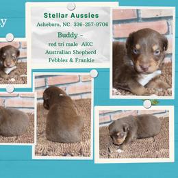 Buddy - Red tri-color male Australian Shepherd puppy in Asheboro, North Carolina from Stellar Aussies