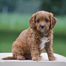 Rusty - Red male Cavapoo puppy in Narvon, Pennsylvania from Stoltzfus Family Puppies (license number 18844)