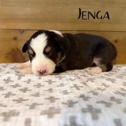 Jenga - Black tri-color female Australian Shepherd puppy in Kearney, Nebraska from Helix Aussies