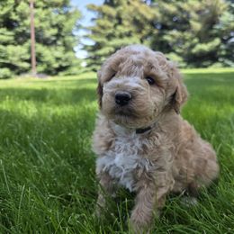 Gideon - Apricot male Aussiedoodle puppy in Blackfoot, Idaho from Draper Mountain Doodles