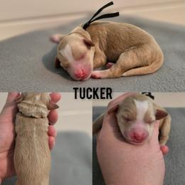 Tucker - Apricot male Goldendoodle puppy in Summerville, South Carolina from Channys Doodles