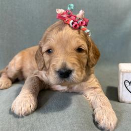 Nutmeg - Apricot female Goldendoodle puppy in Rochester, New York from Willowgreen Goldendoodles