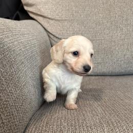 David - Cream male Dachshund puppy in Avinger, Texas from Lone Star Longhair Dachshunds