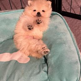 Aspen - Cream male Pomeranian puppy in Queen Creek, Arizona from Perfect Poms