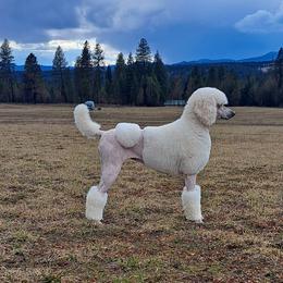 Pansy - Poodle