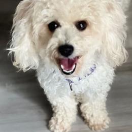 Abby Marie - Poodle