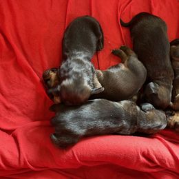 Dachshund Puppies from Dachshunds of Tales