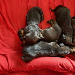 Dachshund Puppies from Dachshunds of Tales